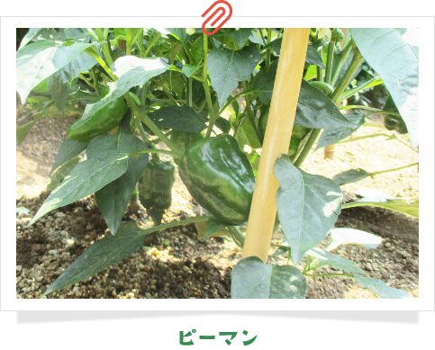 ピーマン