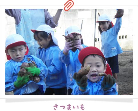 さつまいも